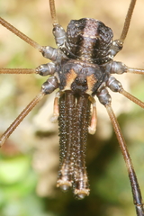 Forsteropsalis inconstans