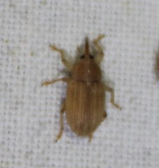 Lignyodes helvolus
