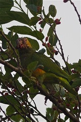 Alipiopsitta xanthops