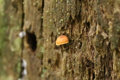 Gymnopilus eucalyptorum