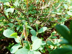 Podismopsis poppiusi