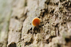 Gymnopilus eucalyptorum
