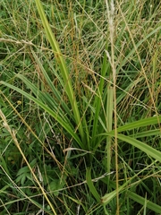 Scirpus sylvaticus