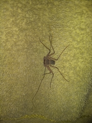 Paraphrynus raptator