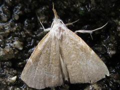 Ectogonia butleri