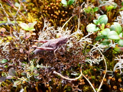 Podismopsis poppiusi