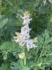 Corydalis caseana brachycarpa