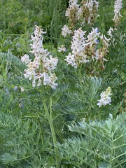 Corydalis caseana brachycarpa