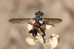 Cylindromyia bicolor