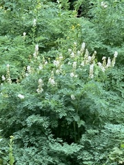 Corydalis caseana brachycarpa