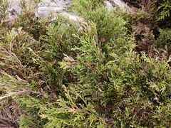 Microbiota decussata