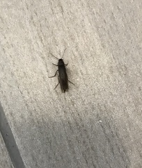 Serropalpus barbatus