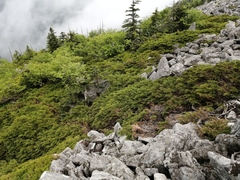 Microbiota decussata