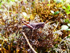 Podismopsis poppiusi