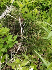 Microbiota decussata