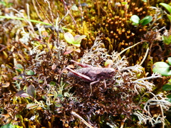 Podismopsis poppiusi