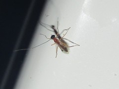 Braconidae