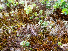 Podismopsis poppiusi