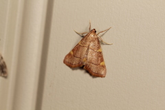 Hypsopygia binodulalis