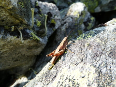 Podismopsis poppiusi