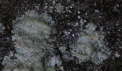 Lepraria membranacea