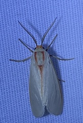 Pygarctia abdominalis