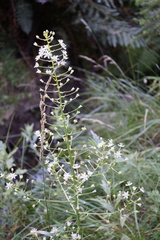 Toxicoscordion fontanum