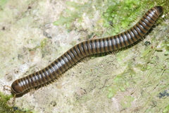 Eumastigonus