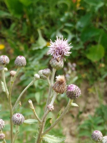 Poljski osjak (Cirsium arvense)