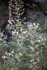 Toxicoscordion fontanum