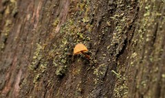 Gymnopilus eucalyptorum