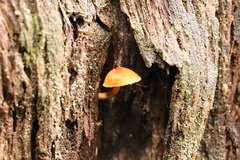 Gymnopilus eucalyptorum