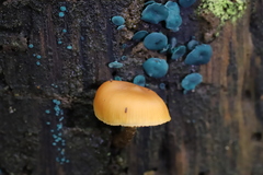 Galerina patagonica