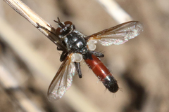 Cylindromyia bicolor