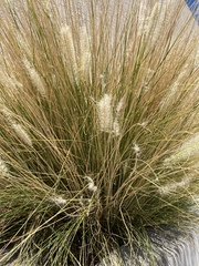 Poa cita