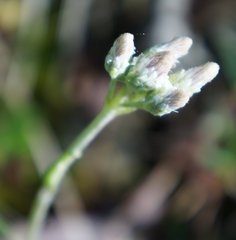 Antennaria howellii