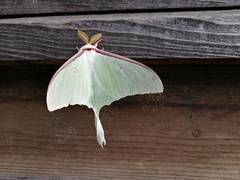 Actias artemis