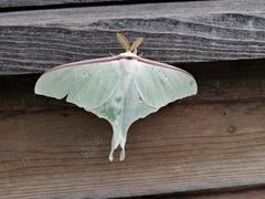 Actias artemis