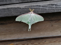Actias artemis