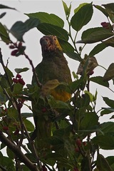 Alipiopsitta xanthops