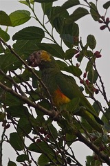 Alipiopsitta xanthops