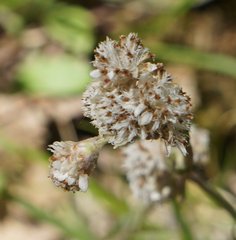 Antennaria howellii