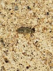 Pantala