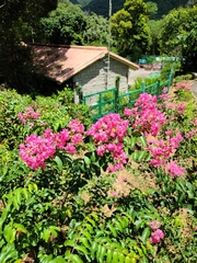 Lagerstroemia indica