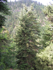Picea orientalis
