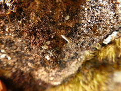 Argyresthia retinella