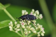 Cercidocerus lateralis