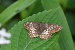 Caprona ransonnettii