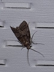 Pococera maritimalis