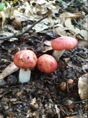 Russula mexicana